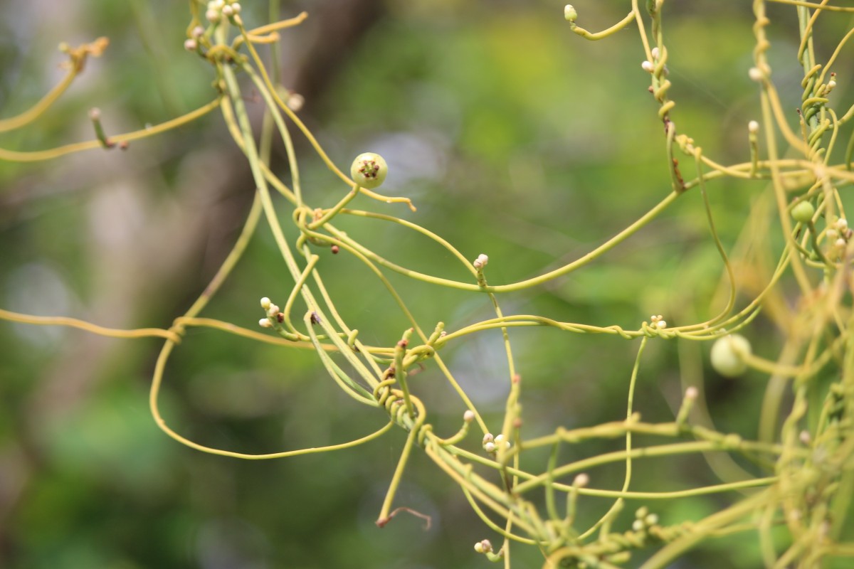 Cassytha filiformis L.